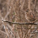 Song Sparrow Cape Henlopen State Park Dec. 2014