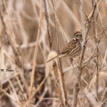 Song Sparrow Cape Henlopen State Park Dec. 2014