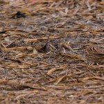 Song Sparrow Cape Henlopen State Park Dec. 2014 Small bird, great camouflage.