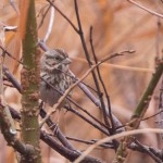 Song Sparrow Blackwater NWR Dec. 2014