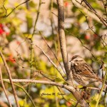 Song Sparrow Ted Harvey WMA, DE Dec. 2014