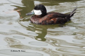 Ruddy Duck (captive) Sylvan Heights Bird Park, Scotland Neck, NC Nov. 2014