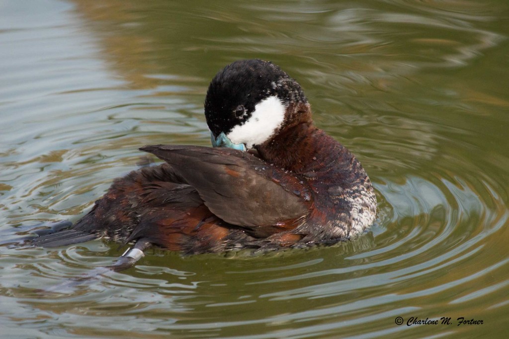 Ruddy Duck (Captive) Sylvan Heights Bird Park, Scotland Neck, NC Nov. 2014