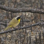 Common Yellowthroat Pee Dee NWR April 2015