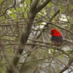 Scarlet Tanager Pee Dee NWR