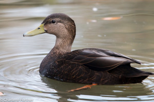 American Black Duck (captive) Sylvan Heights Bird Park Nov. 2015