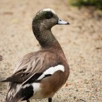 American Wigeon (captive) Sylvan Heights Bird Park June 2014