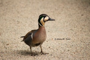 Baikal Teal (captive) Sylvan Heights Bird Park June 2014