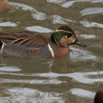 Baikal Teal (captive) Sylvan Heights Bird Park Jun. 2016