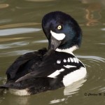 Barrow's Goldeneye (captive) Sylvan Heights Bird Park Nov. 2014