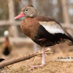 Black-bellied Whistling Duck (captive) Sylvan Heights Bird Park Nov. 2014