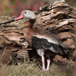 Black-bellied Whistling-Duck (captive) Sylvan Heights Bird Park Nov. 2015