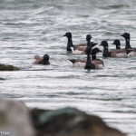 Brant Delaware Seashore SP April 2016