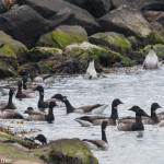 Brant Delaware Seashore SP April 2016