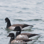 Brant Delaware Seashore SP April 2016