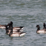 Brant Delaware Seashore SP April 2016