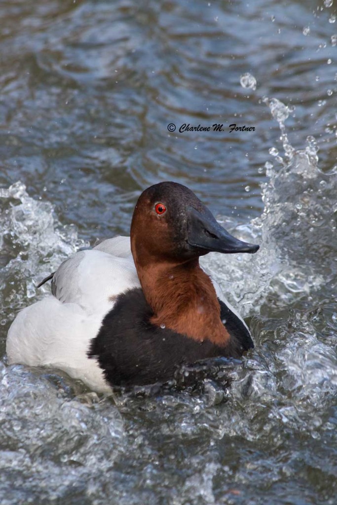 Canvasback (captive) Sylvan Heights Bird Park Nov. 2014