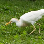 Cattle Egret (captive) Sylvan Heights Bird Park June 2014