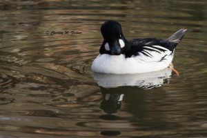 Common Goldeneye (captive) Sylvan Heights Bird Park Nov. 2014