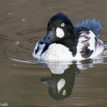 Common Goldeneye (capt.) Sylvan Heights Bird Park Nov. 2015