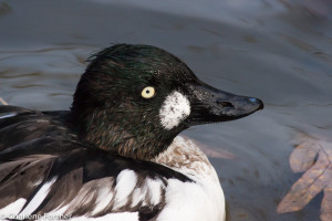 Common Goldeneye (capt.) Sylvan Heights Bird Park Nov. 2015