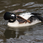 Common Goldeneye (capt.) Sylvan Heights Bird Park Nov. 2015