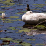 Domestic Duck Carolina Sandhills NWR July 2014