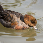 Eurasian Wigeon (captive) Sylvan Heights Bird Park Nov. 2014