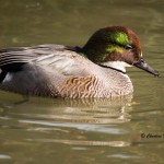 Falcated Duck (captive) Sylvan Heights Bird Park Nov. 2014