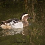 Garganey (captive) Sylvan Heights Bird Park Nov. 2014