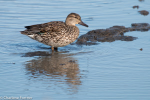 Green-Winged Teal Prime Hook NWR April 2016