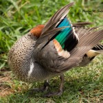 Green-winged Teal, captive Sylvan Heights Bird Park June 2014