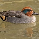 Green-winged Teal, captive Sylvan Heights Bird Park Nov. 2014