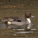 Northern Pintail (captive) Sylvan Heights Bird Park Nov. 2014