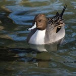 Northern Pintail (captive) Sylvan Heights Bird Park Nov. 2014