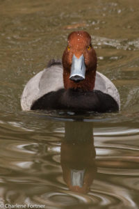 Redhead (captive) Sylvan Heights Bird Park Nov. 2014