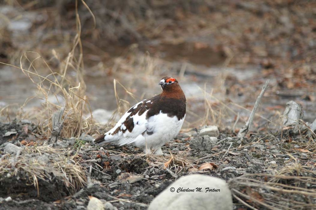 Willow Ptarmigan Denali National Park May 2008