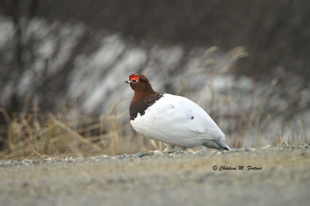 Willow Ptarmigan Denali National Park May 2008