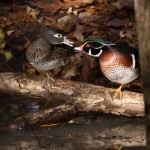 Wood Duck (captive) NC Zoo - Nov. 2015