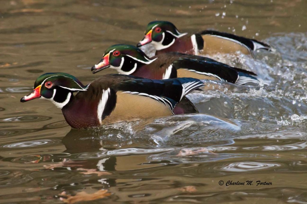 Wood Duck (captive) Sylvan Heights Bird Park Nov. 2014