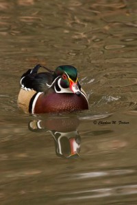 Wood Duck (captive) Sylvan Heights Bird Park Nov. 2014