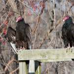 Turkey Vulture Prime Hook NWR April 2016