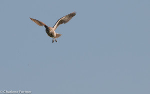 Burrowing Owl