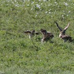 Burrowing Owl Badlands NP June 2015