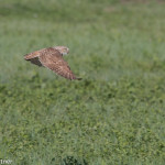 Burrowing Owl Badlands NP June 2015