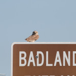 Burrowing Owl Badlands NP June 2015