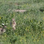 Burrowing Owl Badlands NP June 2015