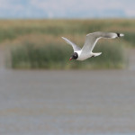 Franklin Gull Bear River MBR, UT Jul. 2015