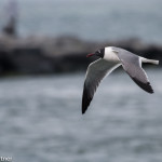 Laughing Gull Delaware Seashore SP April 2016