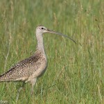 CURLEW & WHIMBRELS